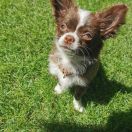 SWEET LADY Super Style (FCI)