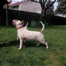 Gaja Rossa-Bull J.Ch.Pl, Ch.PL,Ch.RS