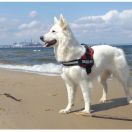 Amicita Grand Canyon