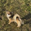 MŁ.CH.PL, CH.PL, Grand CH.PL MILOU vo der Zollern-Alb