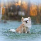 JCH.PL , CH.CR Senor Romero Angelitos Buenos FCI 