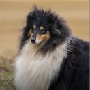 Prince of Sunlight Your Song