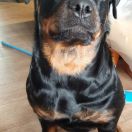 ВЕРУТА БУСИНКА