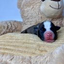 CONVOLVULUS CNEORUM American Heart 