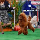 NARNIA Omne Trinum Perfectum 