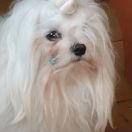 MŁCHPL, CHPL LEONARDO DIMITRODON FCI