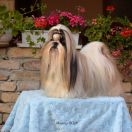 CH. FACE TO FACE SILVERY WISH