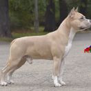 HOME BOY RED PEARL IN GINGER 