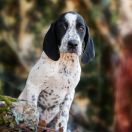 Fenomen Z Magicznej Kniei