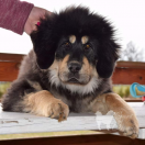 FENRIR Guard of Dream