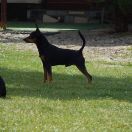 Ferdynand z Klanu Łobuzów FCI