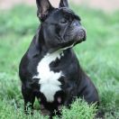 Maja Kręcony Loczek