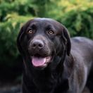 Happy Hana Tęczowy Gaj