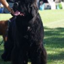 Felicia Beautiful Great Dane FCI