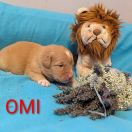 OMI Shaggy Fluff FCI