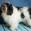 BUSALA BORSUCZE SIOŁO FCI