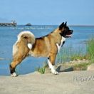 Ch.Finigan Sha-Kod Tunder Fero 