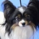 FIONA z Sosnowego Kręgu FCI