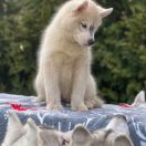 FIRE IN PAWS VOLCANO EL MISITI