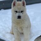 FIRE IN PAWS VOLCANO FUJI SAN