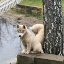 FIRE IN PAWS VOLCANO SANTA ANA