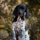 Florencja Z Magicznej Kniei