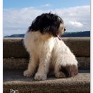 Fortis Fortuna Adiuvat PARI COLLIS AMORES