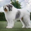 Fortis Fortuna Adiuvat QUINCY COLLIS AMORES