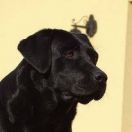 FRIDA CARO F.D.B. FCI