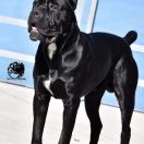 Dracarys Kingdom Azor Ahai