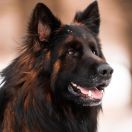 FUKS z Chojniczanki FCI