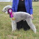 FUNKY Diamond Lamb FCI