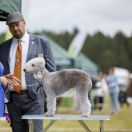 Galadriel The Border Land Lamb FCI
