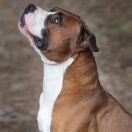 GIOVANNI Guardian of Forest