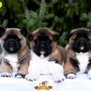 GIRL POWER GABRIELLA