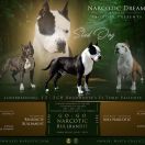 GO-GO NARCOTIC Bullbandit