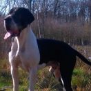  Goldi Kraund KING STONE 