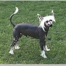 GONZO z Kolekcji Szuwarka