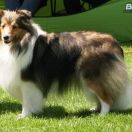 GOYA BORN FROM THE STARS - LUNARA KINGDOM PRESENT FCI