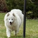 Greppi Shaggy Fluff FCI