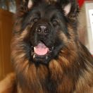 REPRODUKTOR Gris von Skorpionenblut FCI