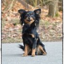 GRYF Sfora spod Tatr