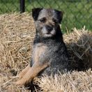 GRYZELDA DZIEKANOWSKA POLANA