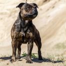 HABLA ME REINA Gra o Tron