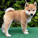 HACHIRO the Scarlet Hill