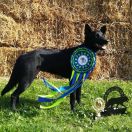 HARMONIA NECTERE PASSUS Red Radimus 