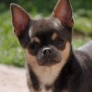 HARRY POTTER BLUE Volpino-Mini