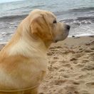 HARRY POTTER Husarska Sfora FCI