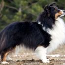 Hatfield's LOUIS VUITTON 