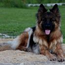 Hawana z Grodu Smoka